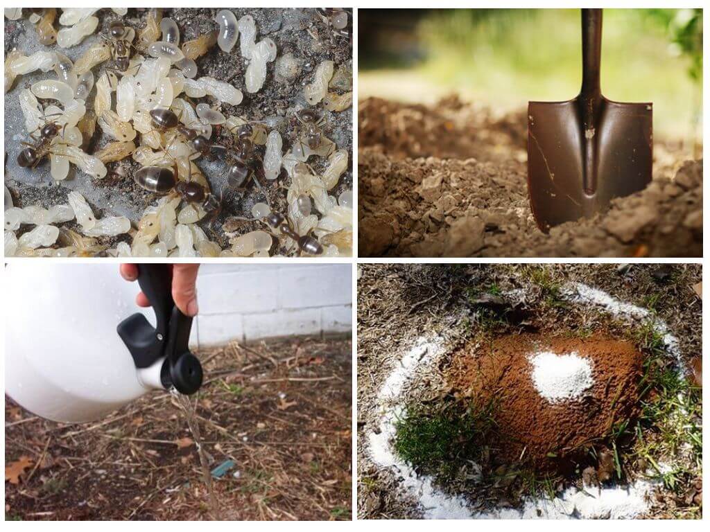 Как проходит борьба с муравьями на садовом участке: 4 совета