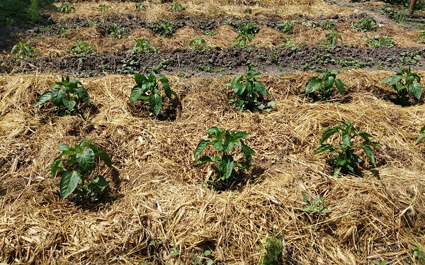 Подготовка почвы для огурцов в теплице весной какую землю любят чем обработать