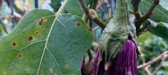Основные болезни и проблемы при выращивании баклажана в теплице