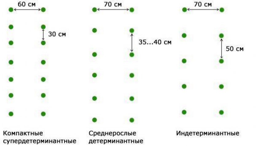 Схема посадки огурцов в теплице 3 на 6