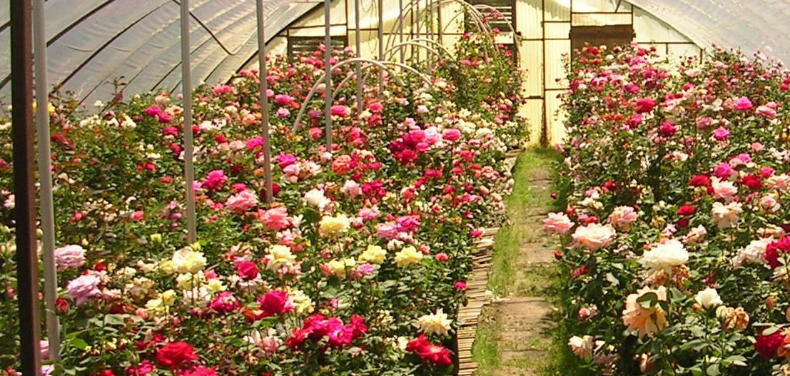 Выращивание роз в теплице круглый год: как допиться высокой урожайности цветов?