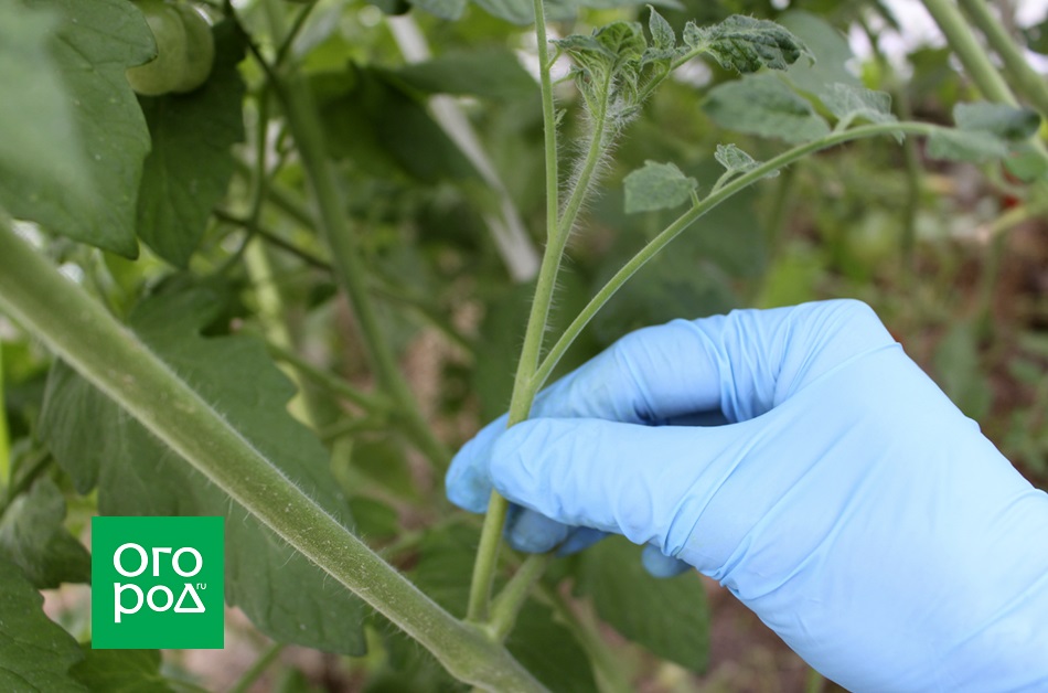 Как ускорить процесс созревания томатов: спасаем урожай при заморозках