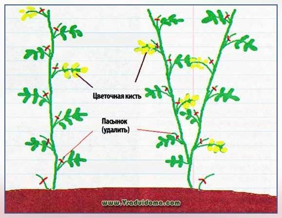Схема пасынкования низкорослых томатов - 81 фото