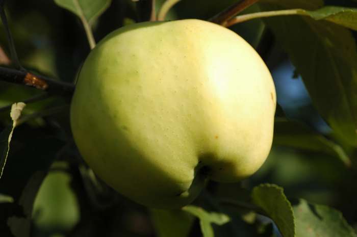 Сорта яблонь фото с названием и описанием