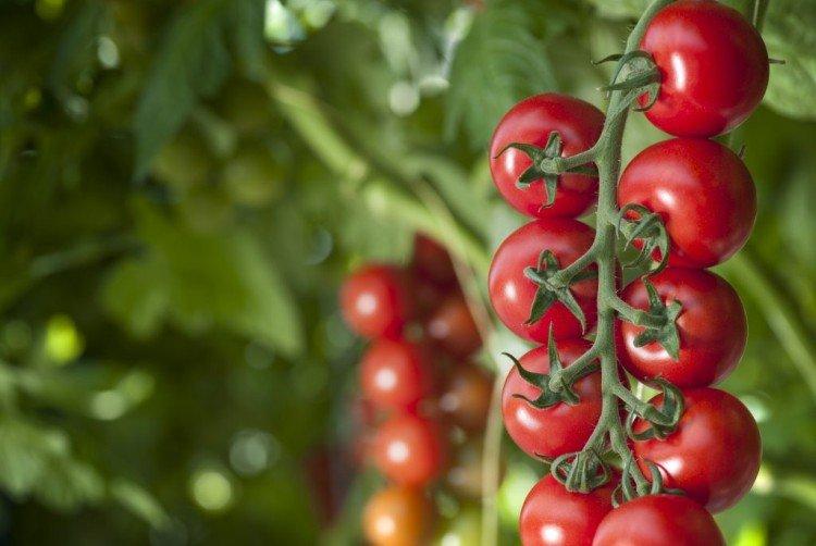 Лучшие сорта томатов 2021 с описанием и характеристиками: самые вкусные, урожайные, для теплиц и открытого грунта - почва.нет