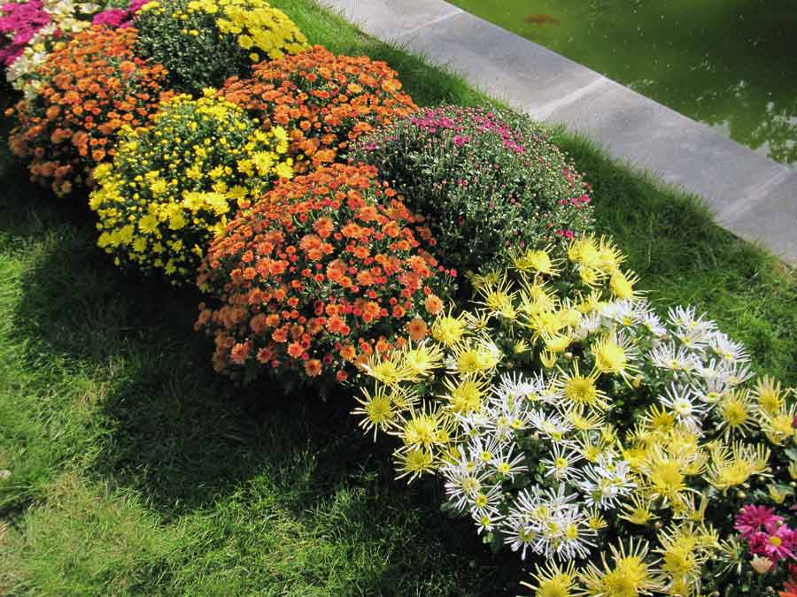 Выбор сортов многолетних садовых хризантем под дизайн участка