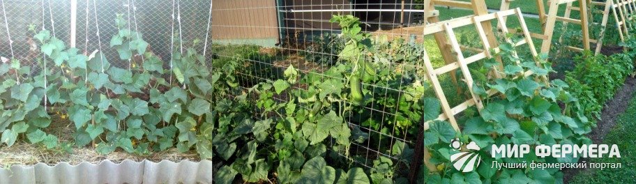 Рекомендации для увеличения урожая: как подвязывать огурцы в теплице