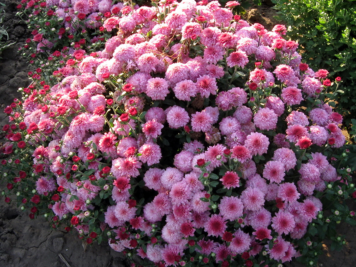 Сорта хризантем: фото и названия новых многолетних садовых, корейских, белых и крупноцветковых хризантем