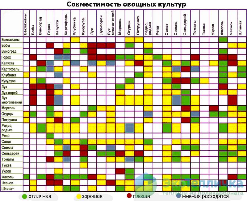 Сажают ли огурцы с баклажанами. Совместимость культур в теплице таблица. Совместимость томатов с другими культурами в теплице таблица. Таблица совместимости растений на огороде соседство овощей. Совместимость культур на грядках в теплице.