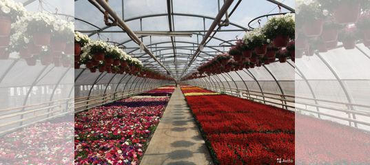 Цветы вокруг теплицы: что посадить, чтобы было красиво и удобно - сибирский сад