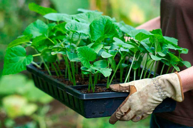 Уход за кабачками в теплице: как правильно выращивать