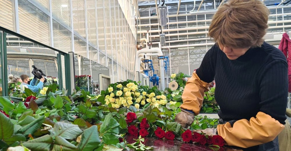 Выращивание роз в домашних условиях - преимущества и недостатки цветочного бизнеса