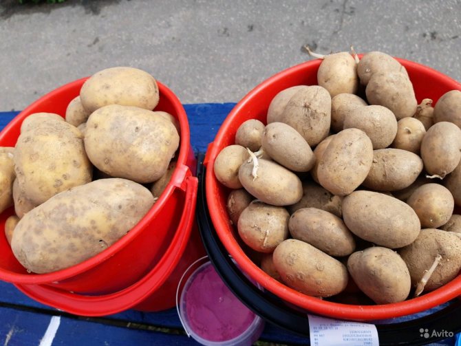 Сорта картофеля - более 20 популярных сортов с описанием