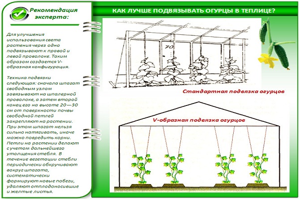 Схема посадки огурцов фото