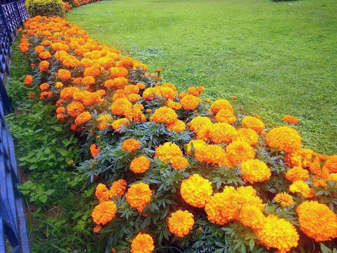 Шафран фото цветов на клумбе
