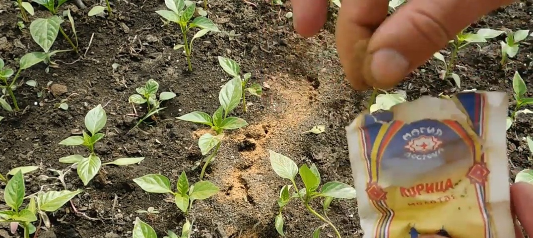 Как избавиться от муравьев в теплице — проверенные средства в пределах 100 рублей
