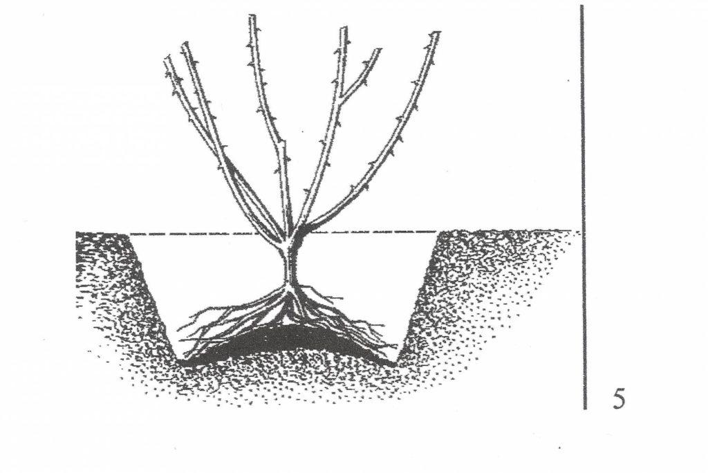 Размножение сливы корневой порослью: пошаговая инструкция
