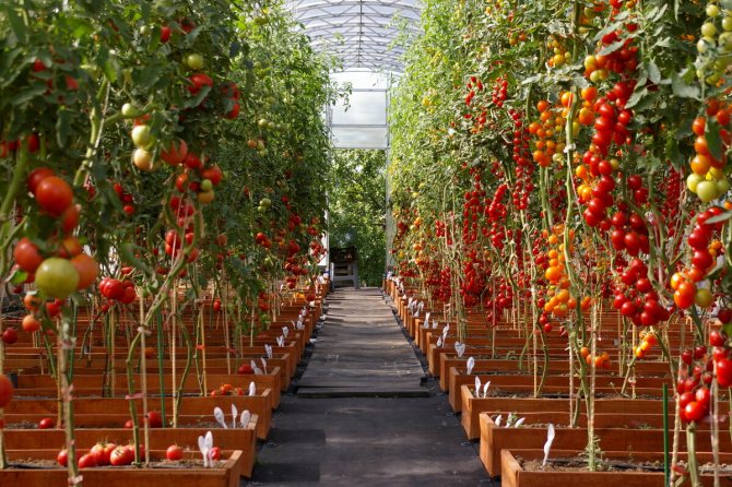 Выращивание помидоров в теплице и в открытом грунте на polzablog