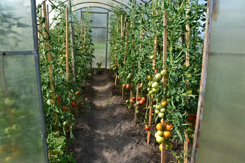 Уход за помидорами в теплицах: подробная инструкция