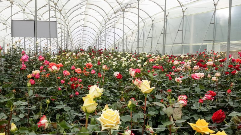 Разведение цветов на продажу: 3 технологических этапа выращивания роз