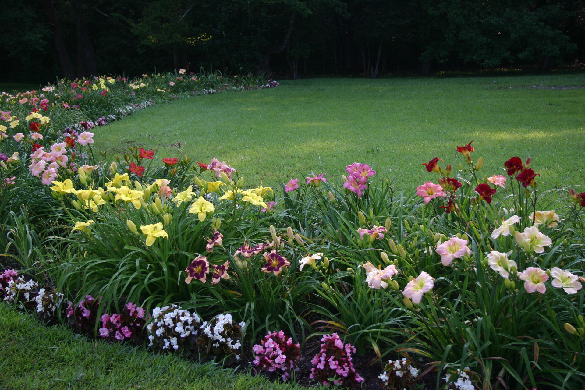 Цветник с лилиями фото на садовом участке