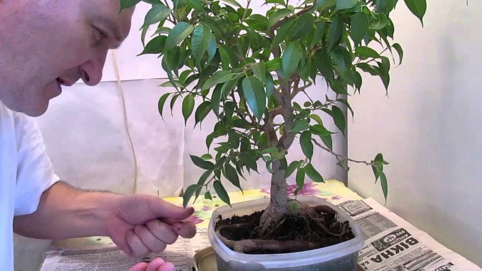 Как правильно вырастить и ухаживать за деревом фикус бонсай