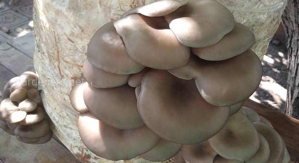 Теплицы для грибов вешенок: от теории к практике