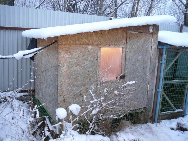 Содержание кур зимой в теплице из поликарбоната: как содержать в домашних условиях?