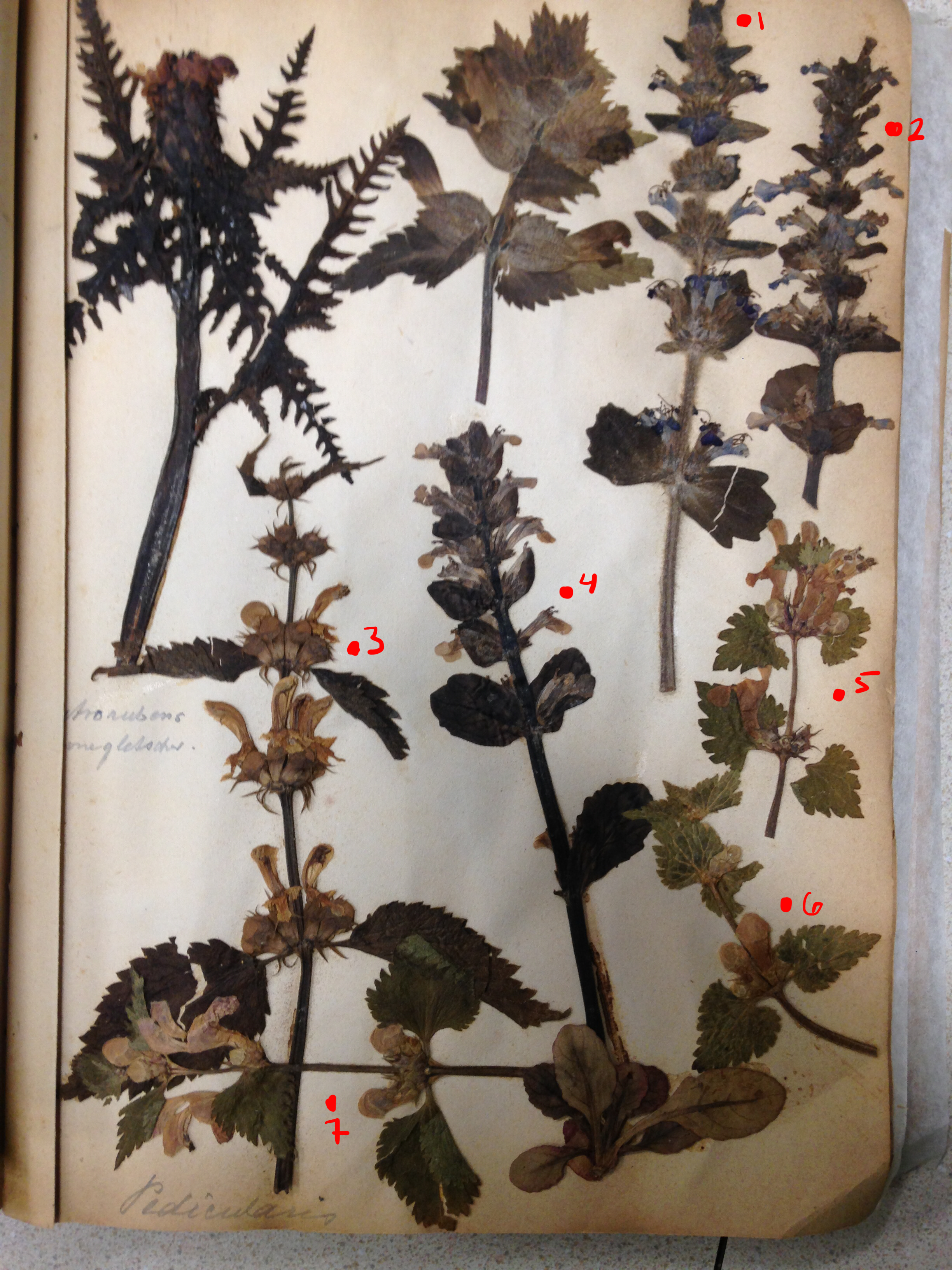 Гербарий: рисуем цветы и листья с помощью… молотка. как сделать гербарий
