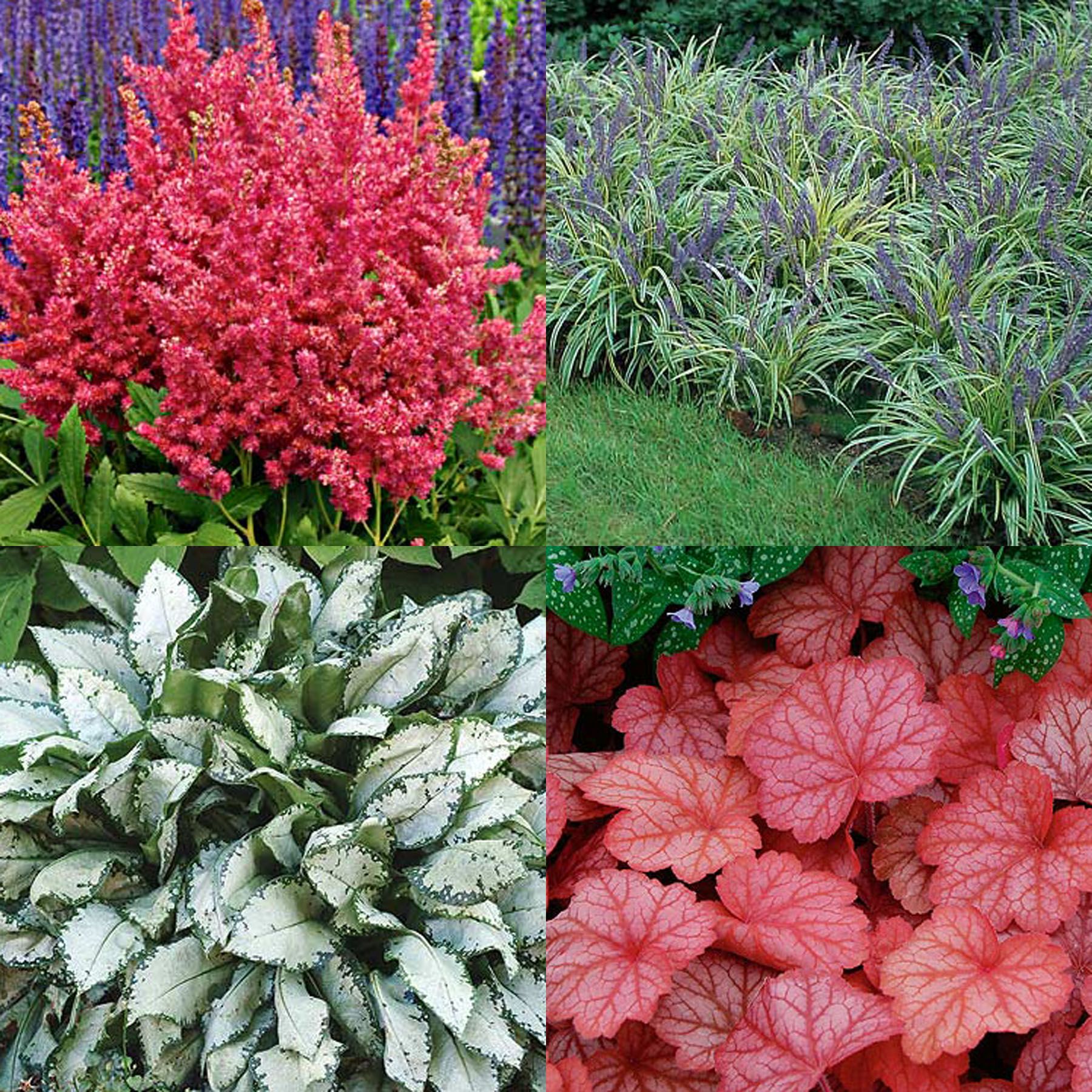 Цветы многолетники для сада неприхотливые долгоцветущие фото с названиями