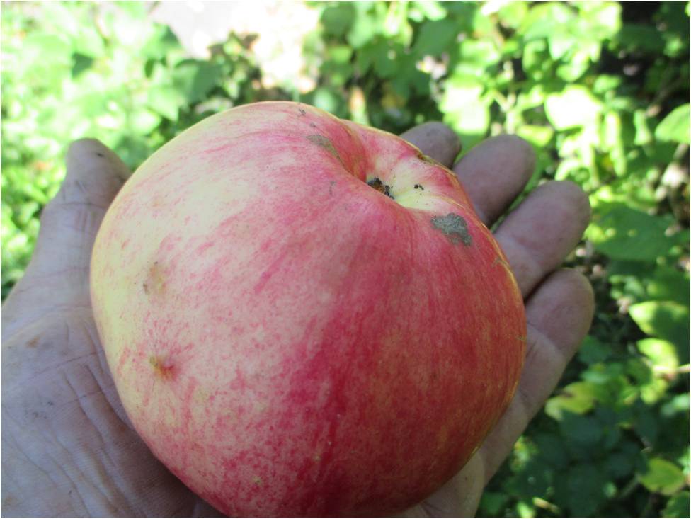 Выбираем лучшие сорта яблонь для подмосковья: ранние, летние и зимние