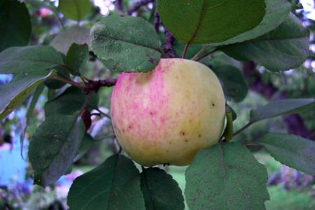 Скороплодные сорта яблонь для подмосковья