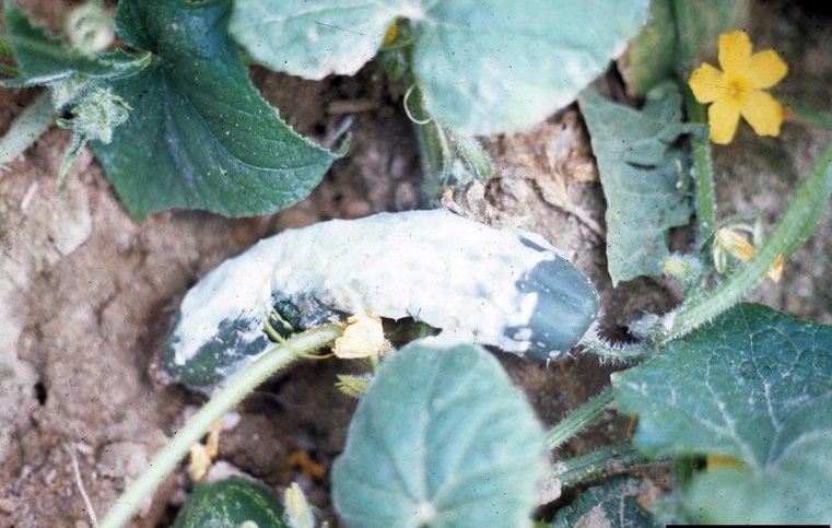 На фото грибковое заболевание белая гниль как еще называют эту болезнь