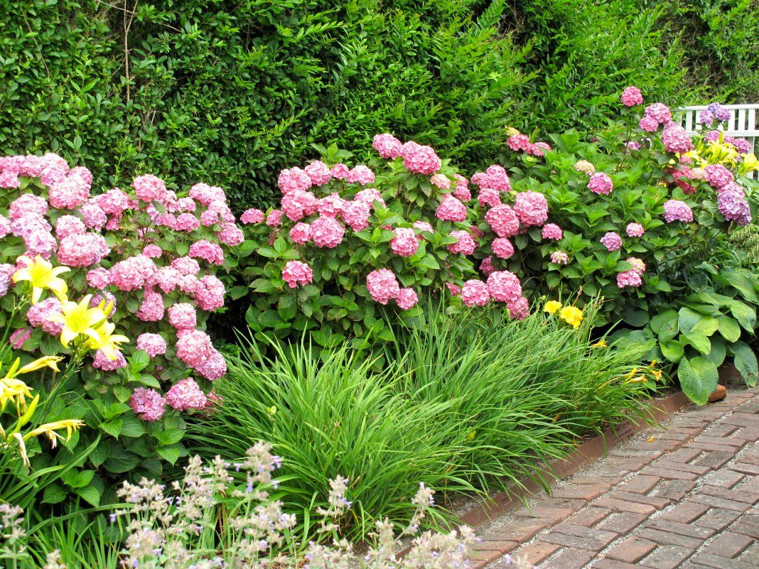 Гортензия садовая: изысканное украшение вашего ландшафта