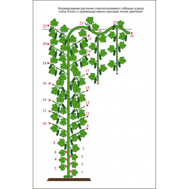 Как сформировать куст огурца в теплице схема