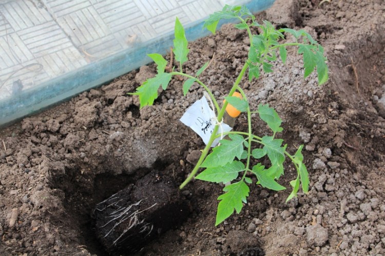Высадка рассады помидор в теплицу: как правильно высадить?