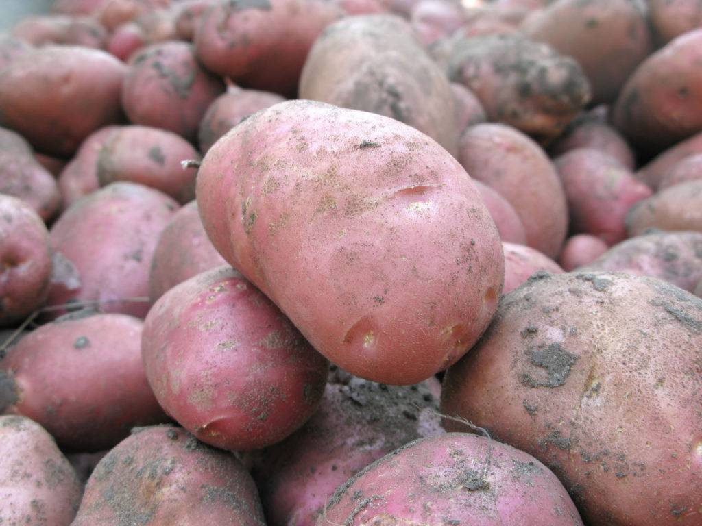Ранний урожайный картофель ред скарлетт