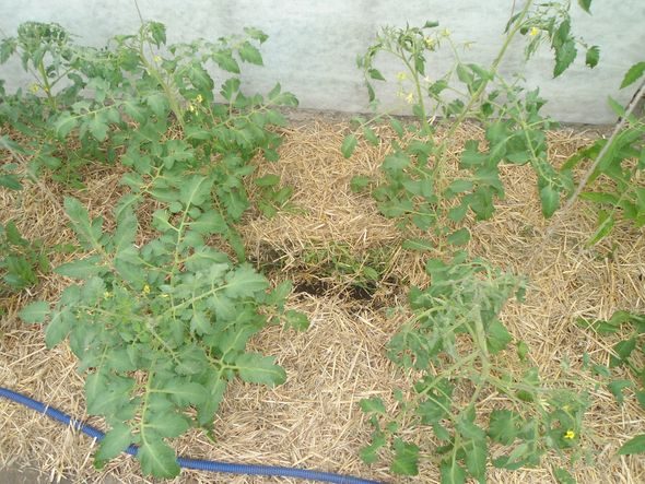 Мульчирование томатов в теплице и открытом грунте: как и чем правильно?