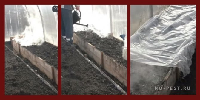 Обработка томатов теплице: как обрабатывать помидоры и подготовить почву к зиме, осенью перед посадкой земли
