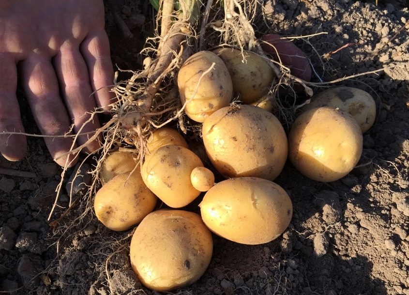 Выращивание картофеля в сибири — наиболее подходящие сорта