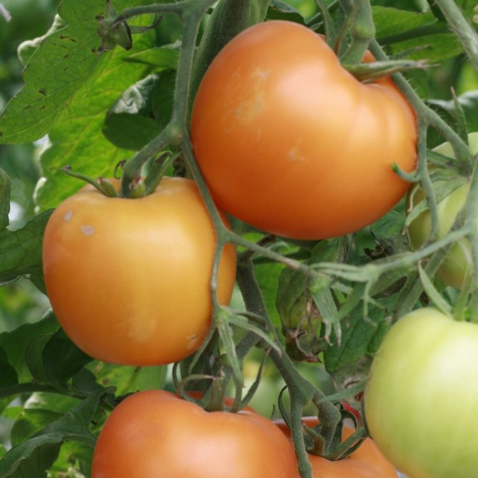 Вкусные помидоры для Урала в теплице: 12 лучших сортов