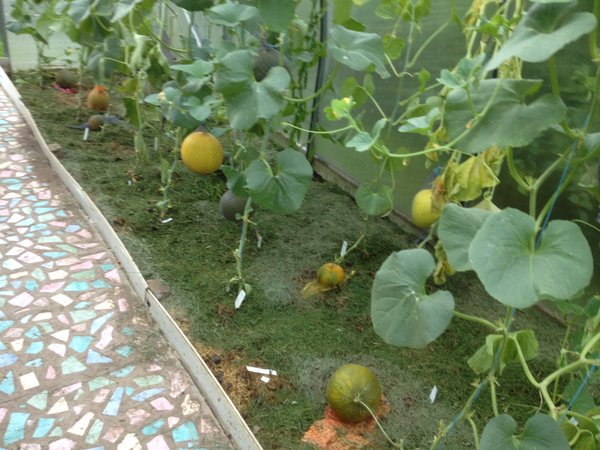 Как вырастить арбузы и дыни в теплице из поликарбоната