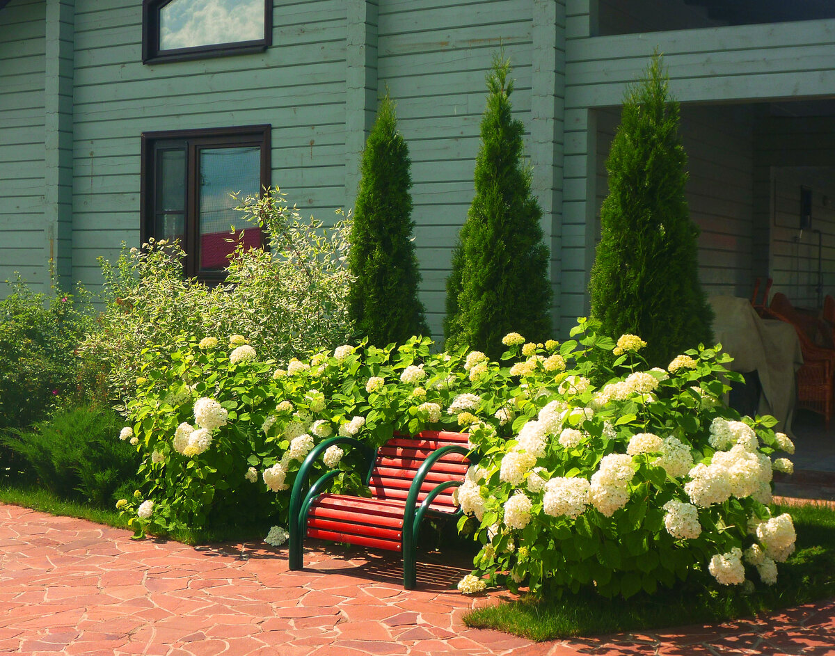 Гортензии в ландшафтном дизайне дачного участка: цветник с метельчатой, спиреей, розой и хвойниками
 - 30 фото