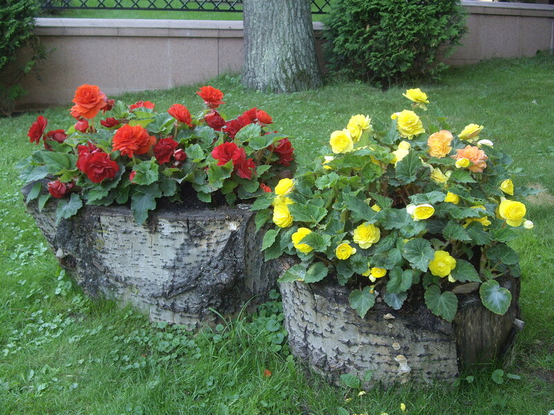 Бегония - 95 фото идей применения растения в оформлении и украшении сада