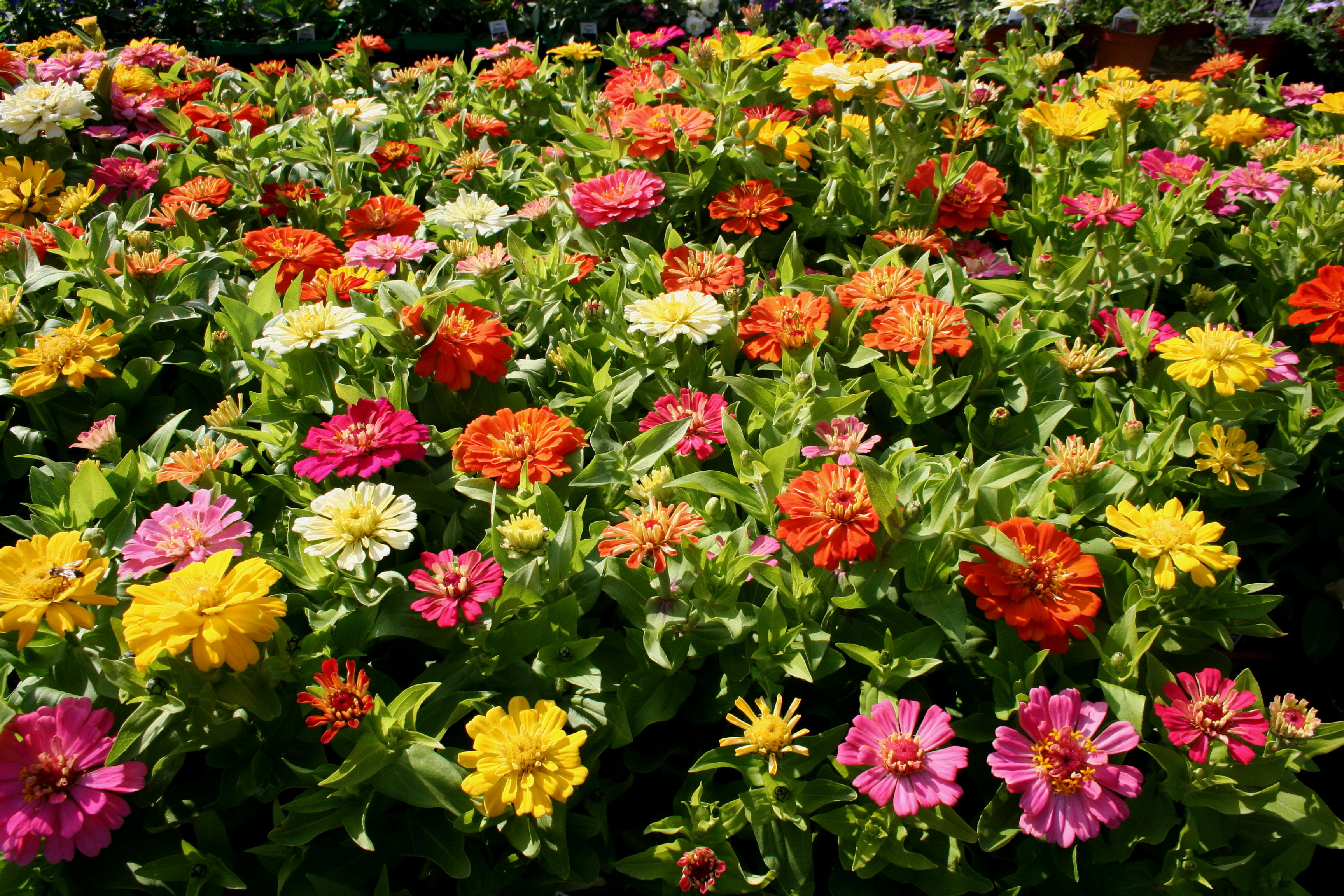 Декоративные растения: 105 фото вариантов благоустройства сада или участка