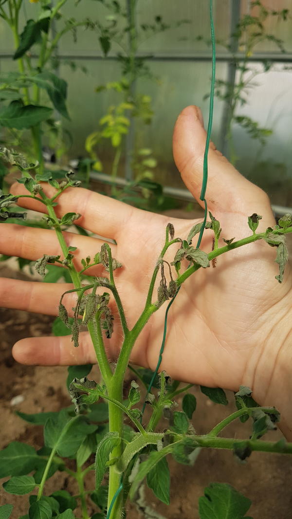Чем опрыскать помидоры для завязи в теплице: народные средства, видео, сроки, правила обработки