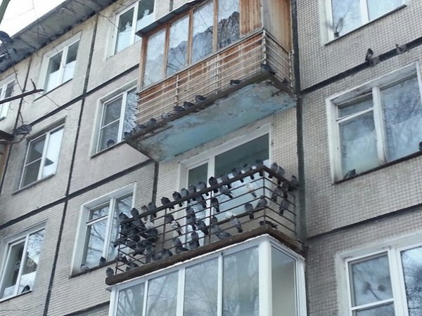 Чем отпугнуть или как избавиться от голубей на балконе: 8 способов