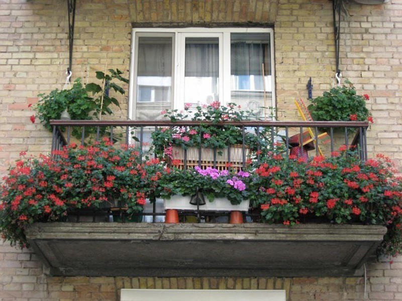 Морозоустойчивые растения для декора балкона
