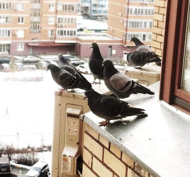 Как избавиться от голубей на балконе с помощью подручных средств