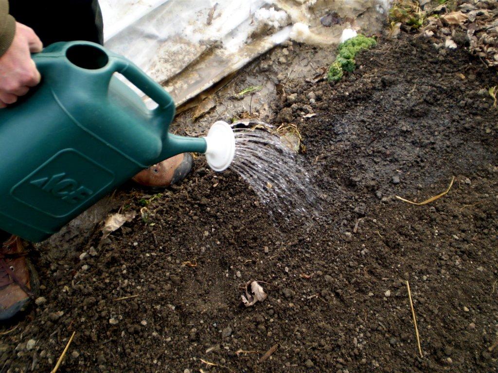 Горчица как сидерат – когда сеять и закапывать в почву